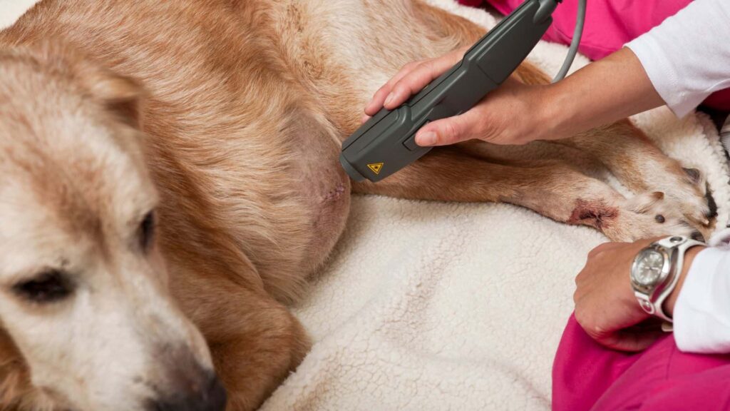 Veterinary Applications of Laser Therapy